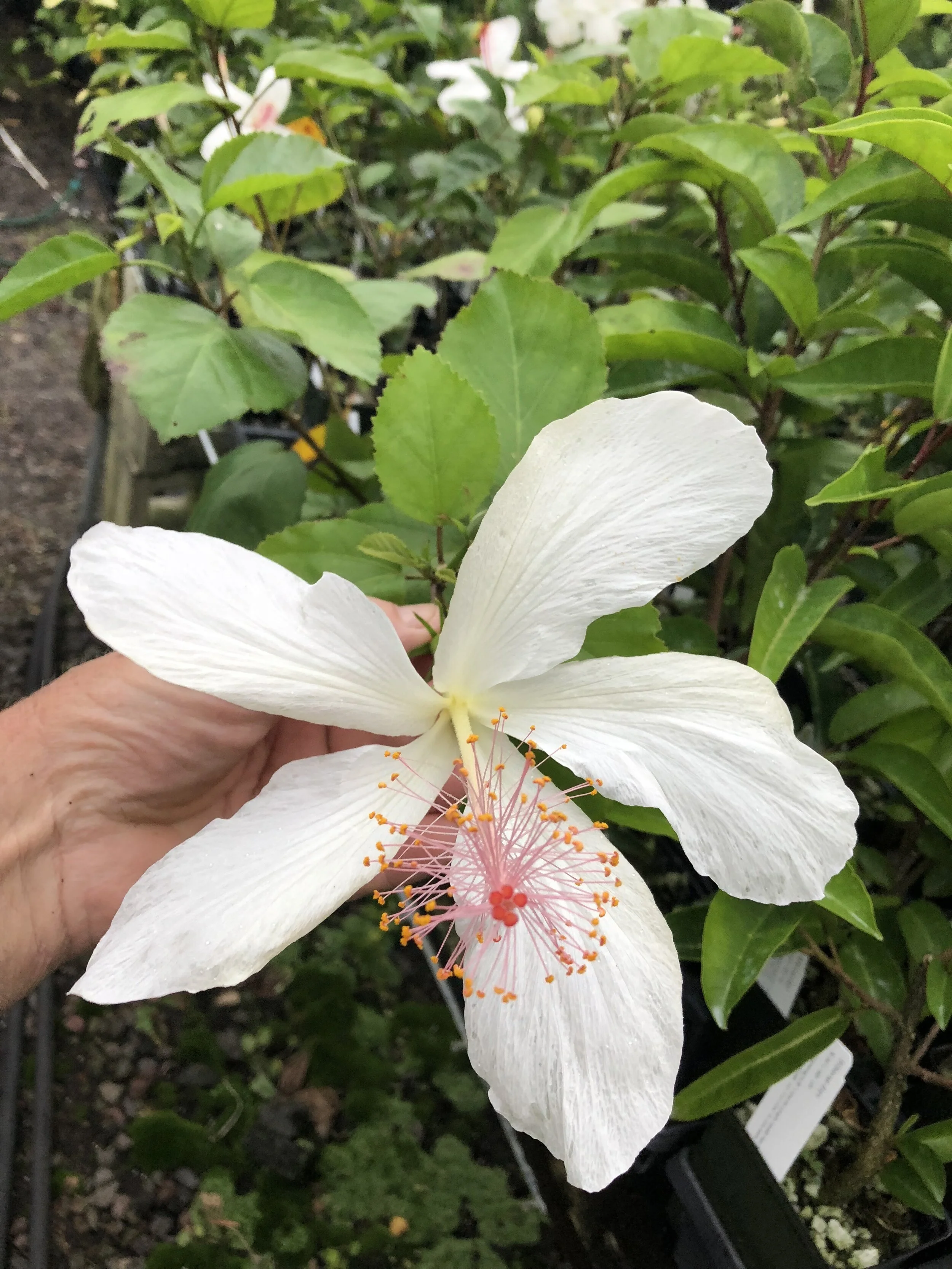 Hibiscus — Vintage Green Farms with Tom Piergrossi